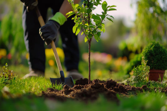 How to Plant a Tree from Pot to Yard | Tree Planting Guide – Urbane Eight
