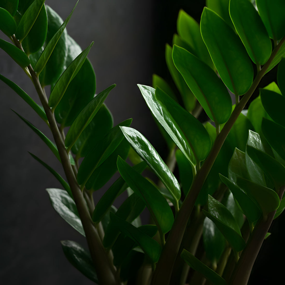 a ZZ plant with glossy green leaves on a black background
