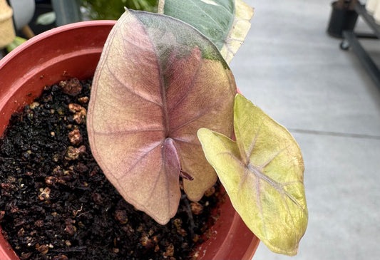 Rare Plants Canada | Alocasia Maharani, Mickey Mouse & More | Urbane Eight