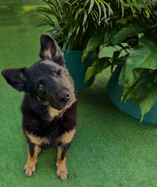 Top 5 Pet-Safe Houseplants for a Stylish, Worry-Free Home
