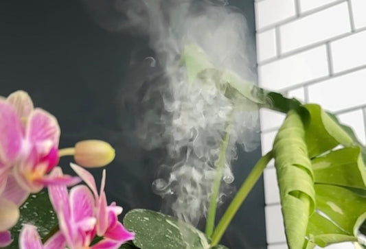 Humidity & Misting: The Do’s, Don’ts, and What Actually Helps