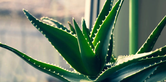 aloe vera sitting near a window in a house setting