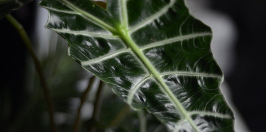 close up view of an African mask alocasia with distinct veins and dark green leaf on a black background