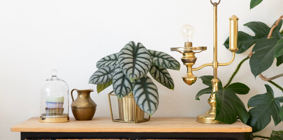 alocasia silver dragon sitting on a desk with vintage brass decorations around it