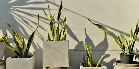 snake plants planted in modern square concrete planters at different heights against a grey concrete background