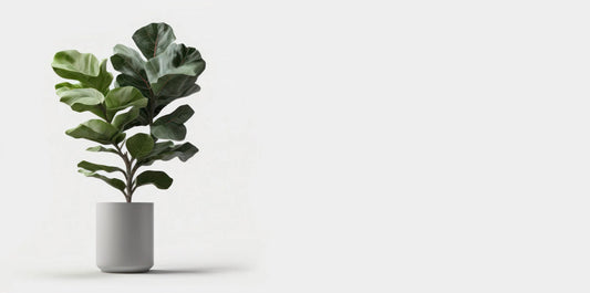ficus fiddle leaf planted in a white pot on a white background