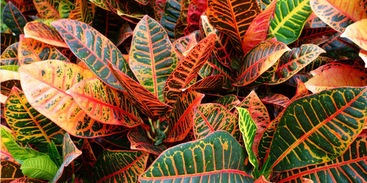 Croton plants with vibrant multicoloured leaves