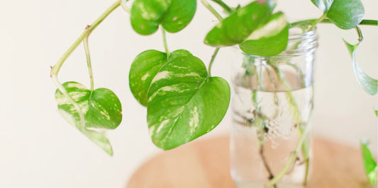 plant propagation with a jar of water and plant growing roots inside on a wooden surface