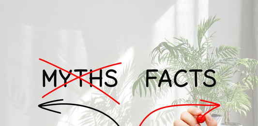 a picture of the words myths and facts with the word myth crossed out in red and arrows going in both directions with a white background a faded out picture of houseplants to the right side