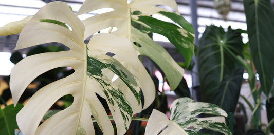 a picture of large monstera albo houseplant leaves with large patches of white variegation with a blurred background
