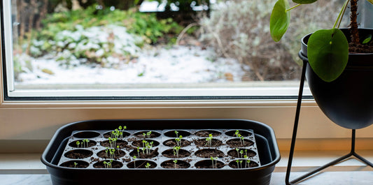 a picture of a seed starting kit with pods and the freshly grown foliage of herbs growing out of the pods on a window sill