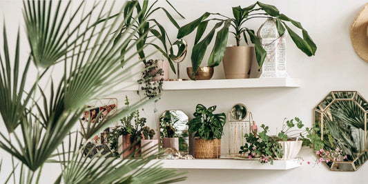 two white shelves holding plants and home decor with a palm plant in the foreground