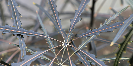 close up image of an aralia false plant leaves