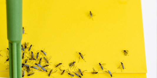 image of a yellow sticky trap with numbers fungus gnats stuck to it