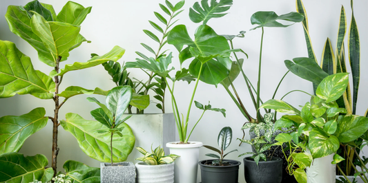 a collection of house plants against a white background