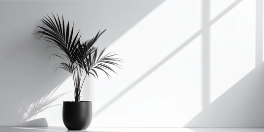 Houseplant Lighting for Dummies: Understanding Light and Choosing the Right Plants