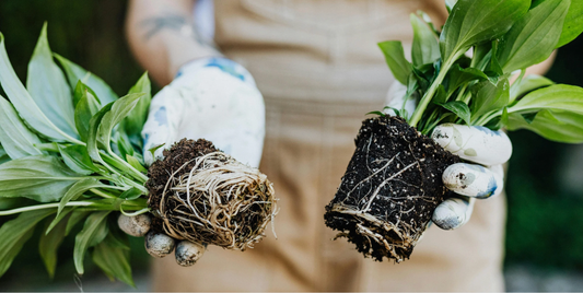 person holding two plants showing their root systems out of their pots