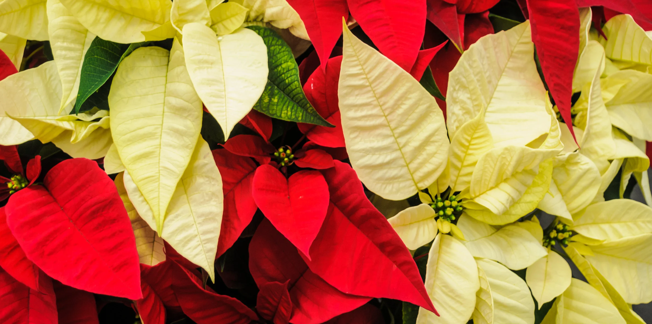 Princettia vs. Poinsettia: What’s the Difference and Which One Should