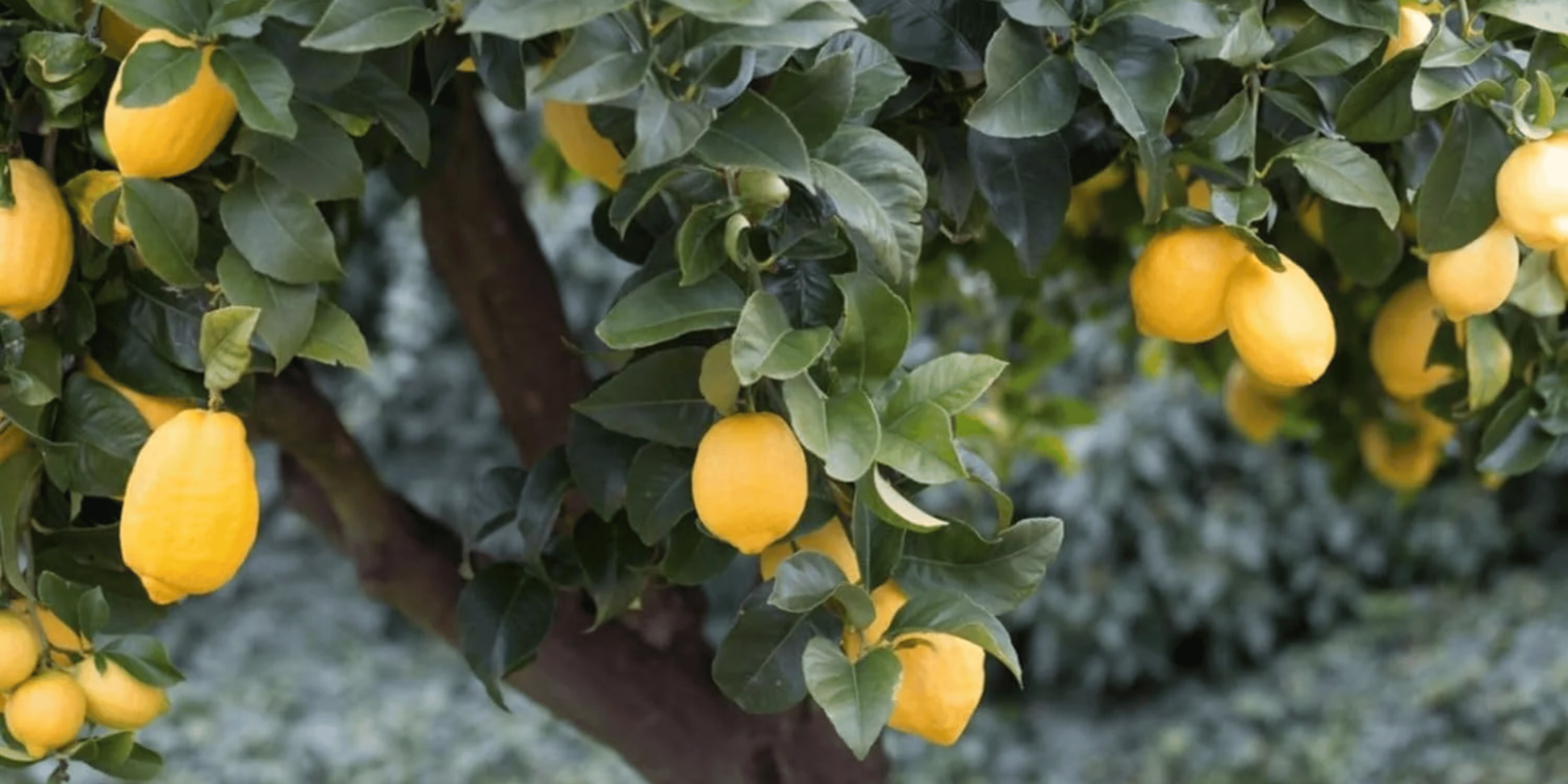 Harvey Lemon Tree Care Guide | Urbane Eight – Urbane Eight Inc.