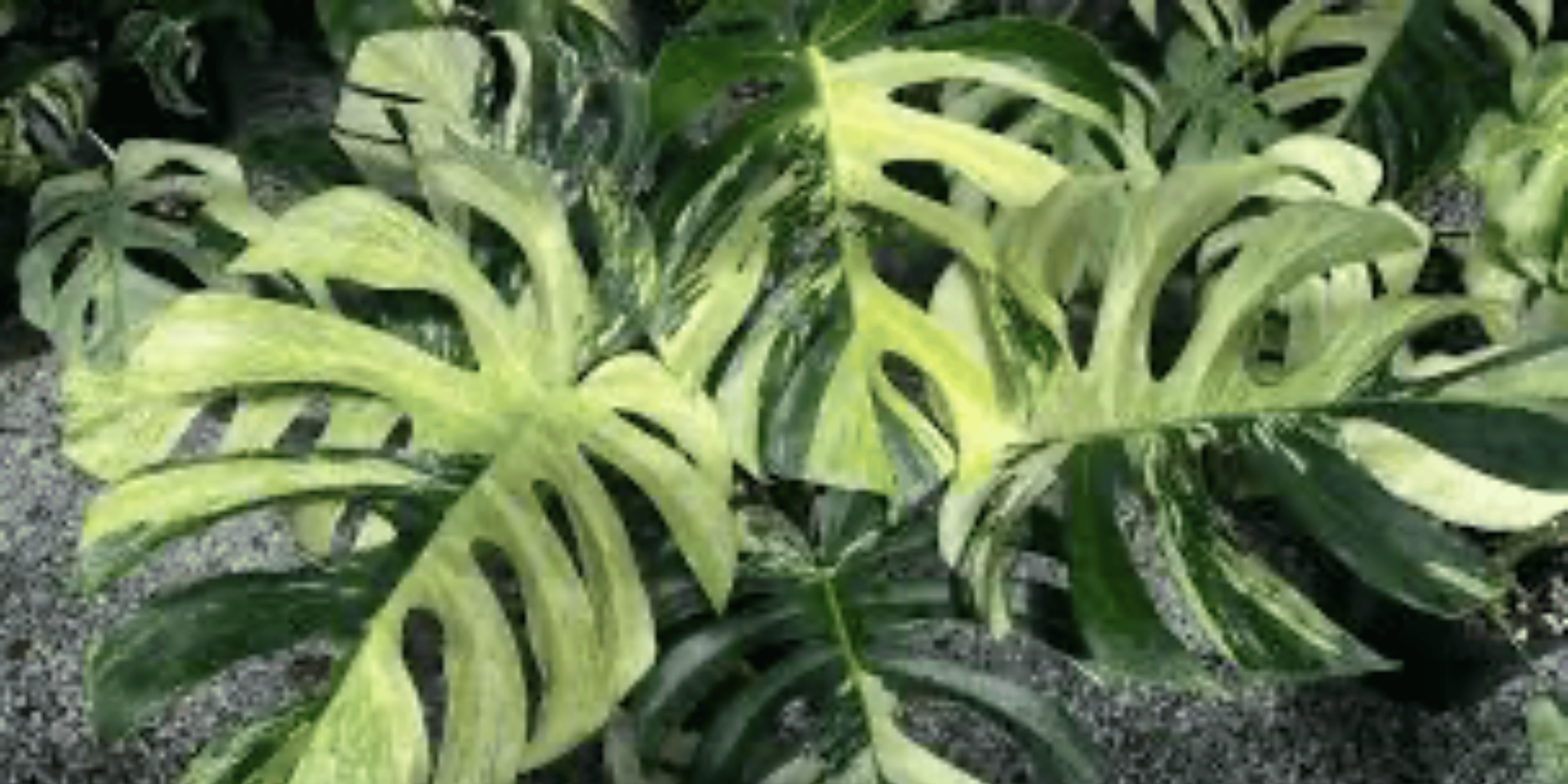 philodendron grimpant Philodendron 'Painted Lady'