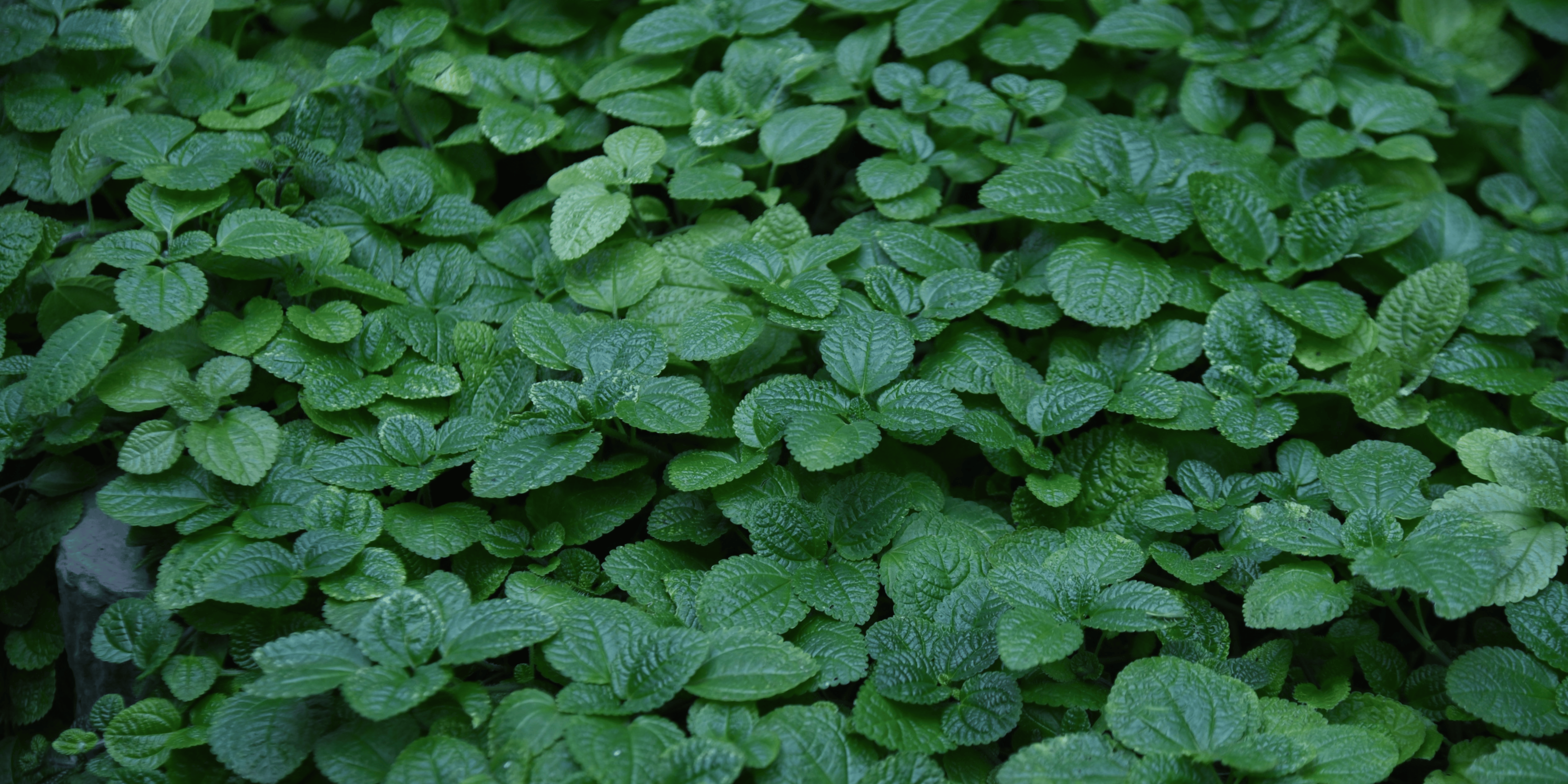 Pilea Glauca Aquamarine Care Guide | Urbane Eight  Urbane Eight Inc.