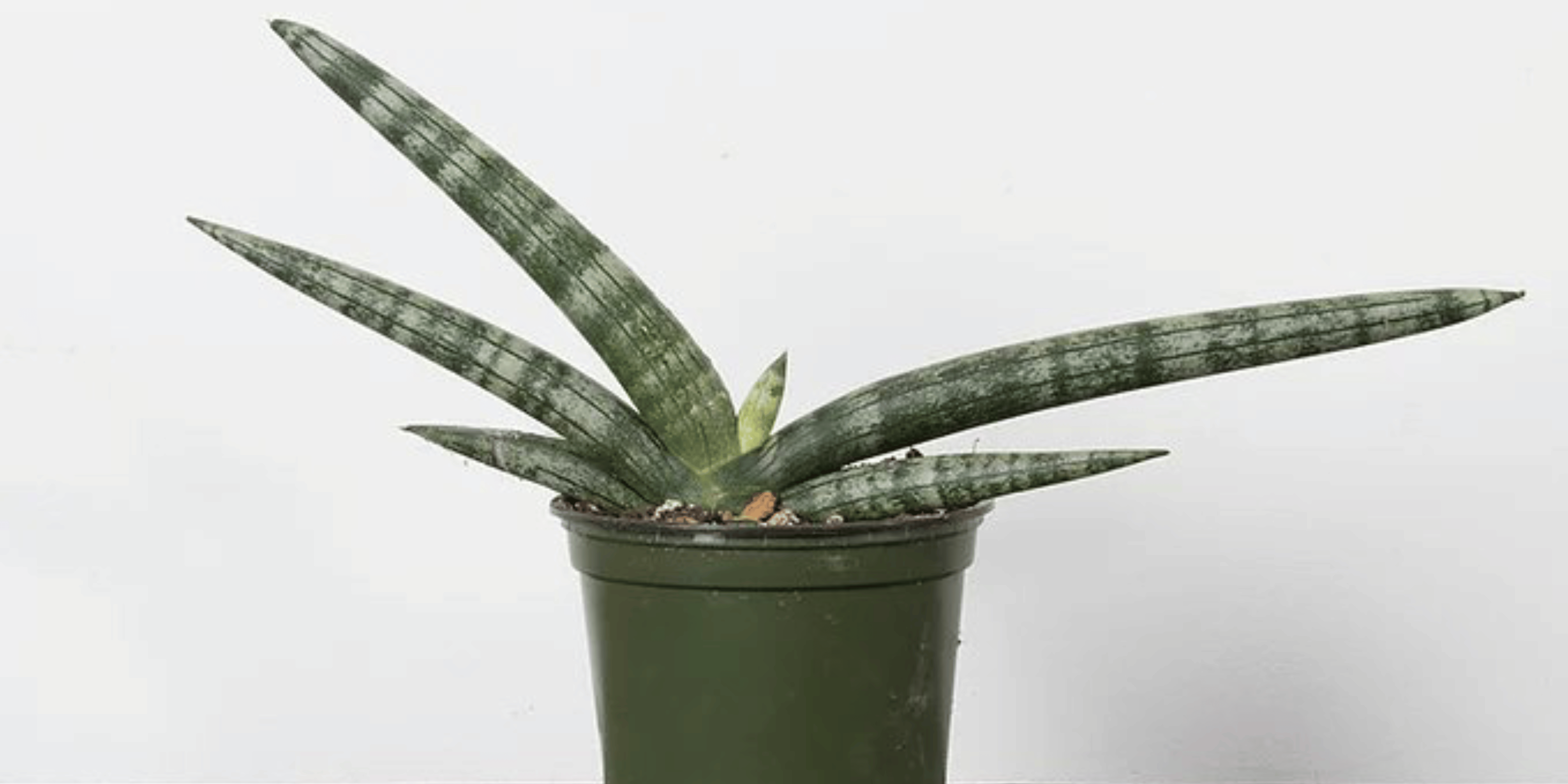Sansevieria Boncel Variegated Care | Urbane Eight  Urbane Eight Inc.