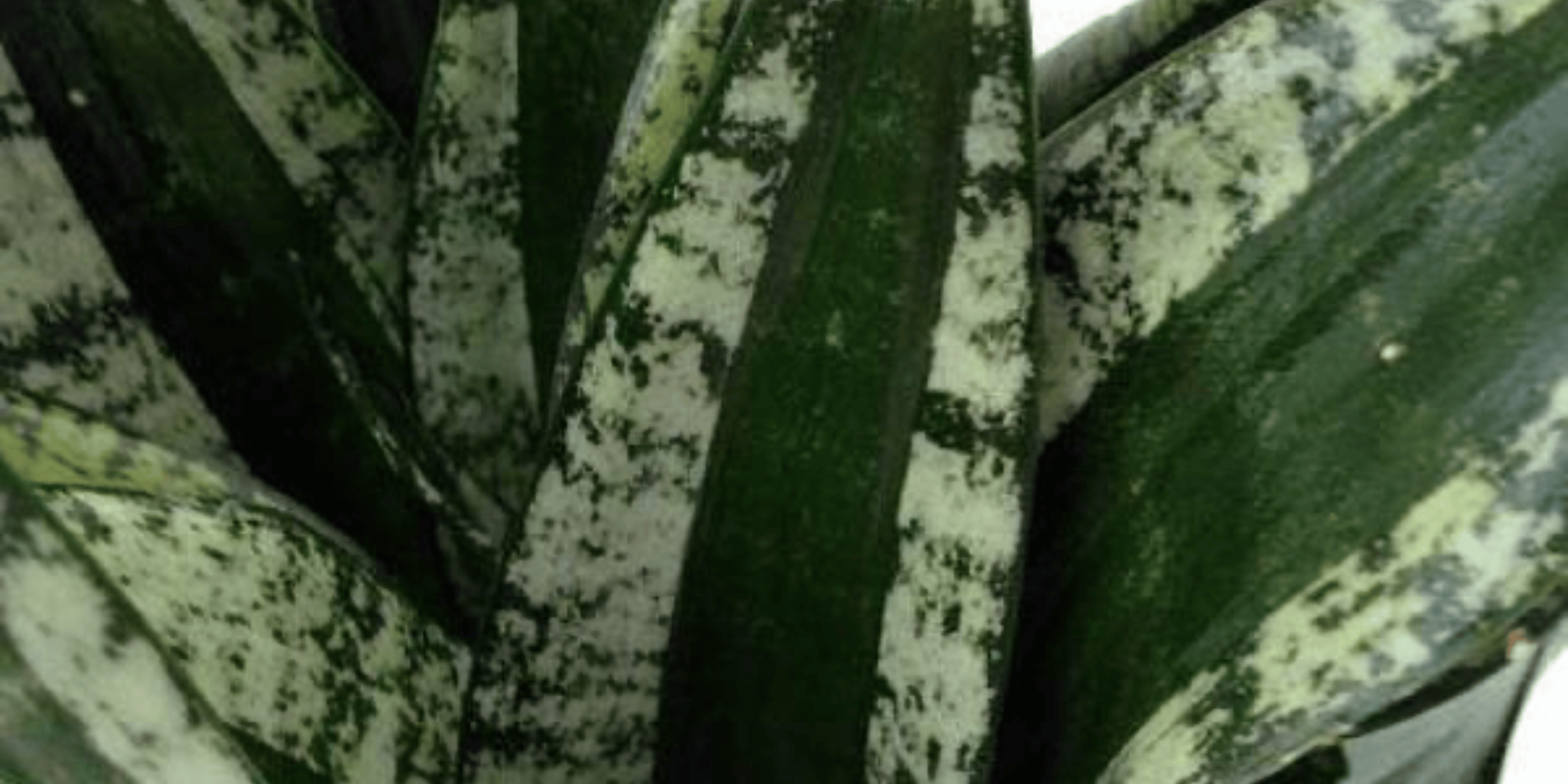 Sansevieria Whitney Care Guide | Urbane Eight  Urbane Eight Inc.