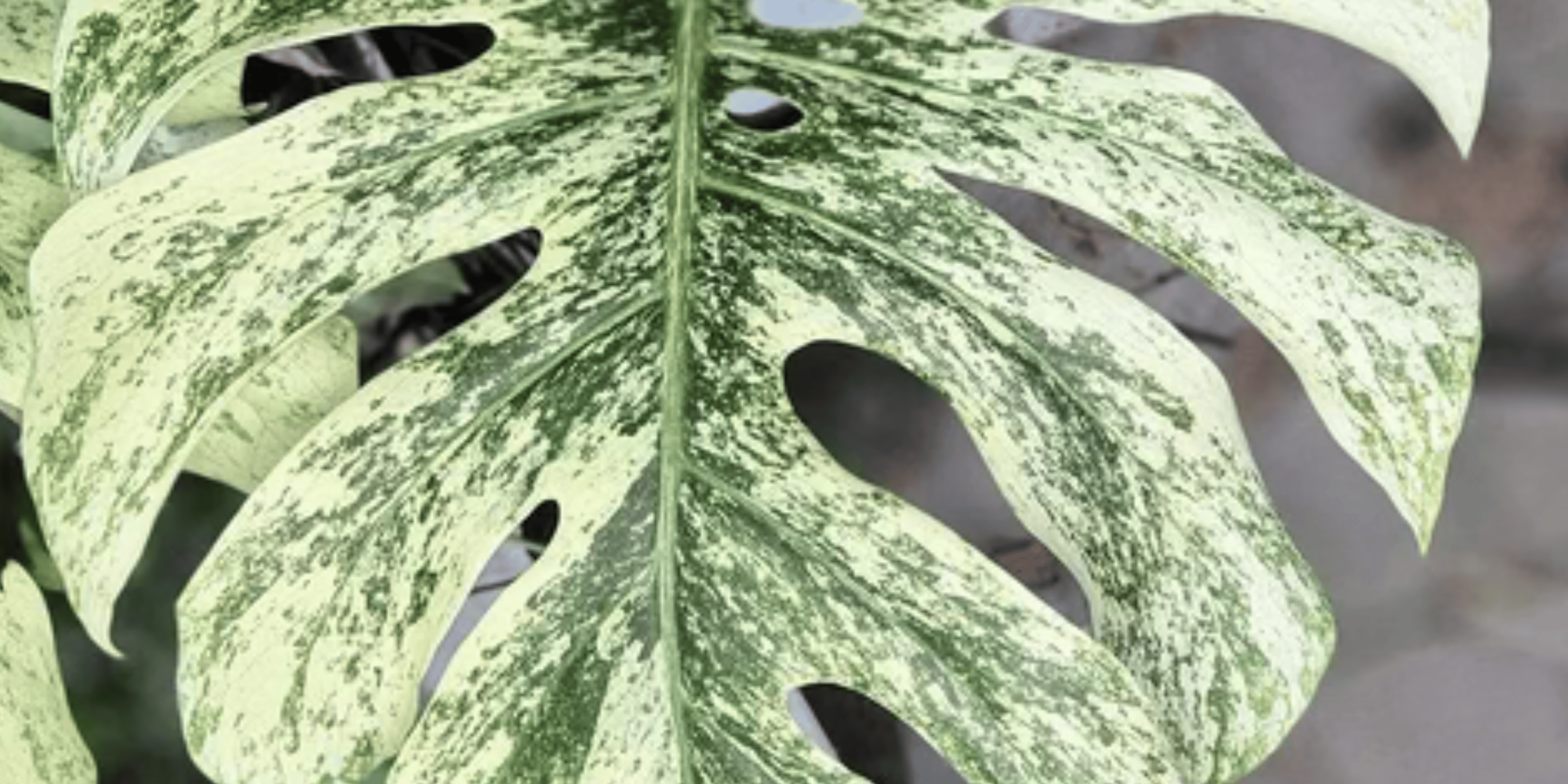 Monstera White Monster Care Guide | Urbane Eight – Urbane Eight Inc.