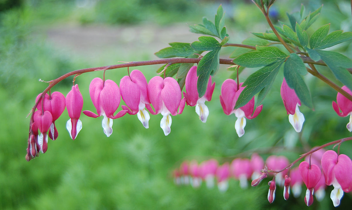 Old-fashioned Pink Bleeding Heart