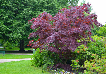 Crimson King Norway Maple