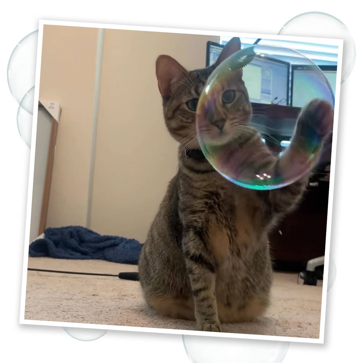 Catnip Bubbles with Honeysuckle – Interactive, Herbal Bubble Fun for Cats