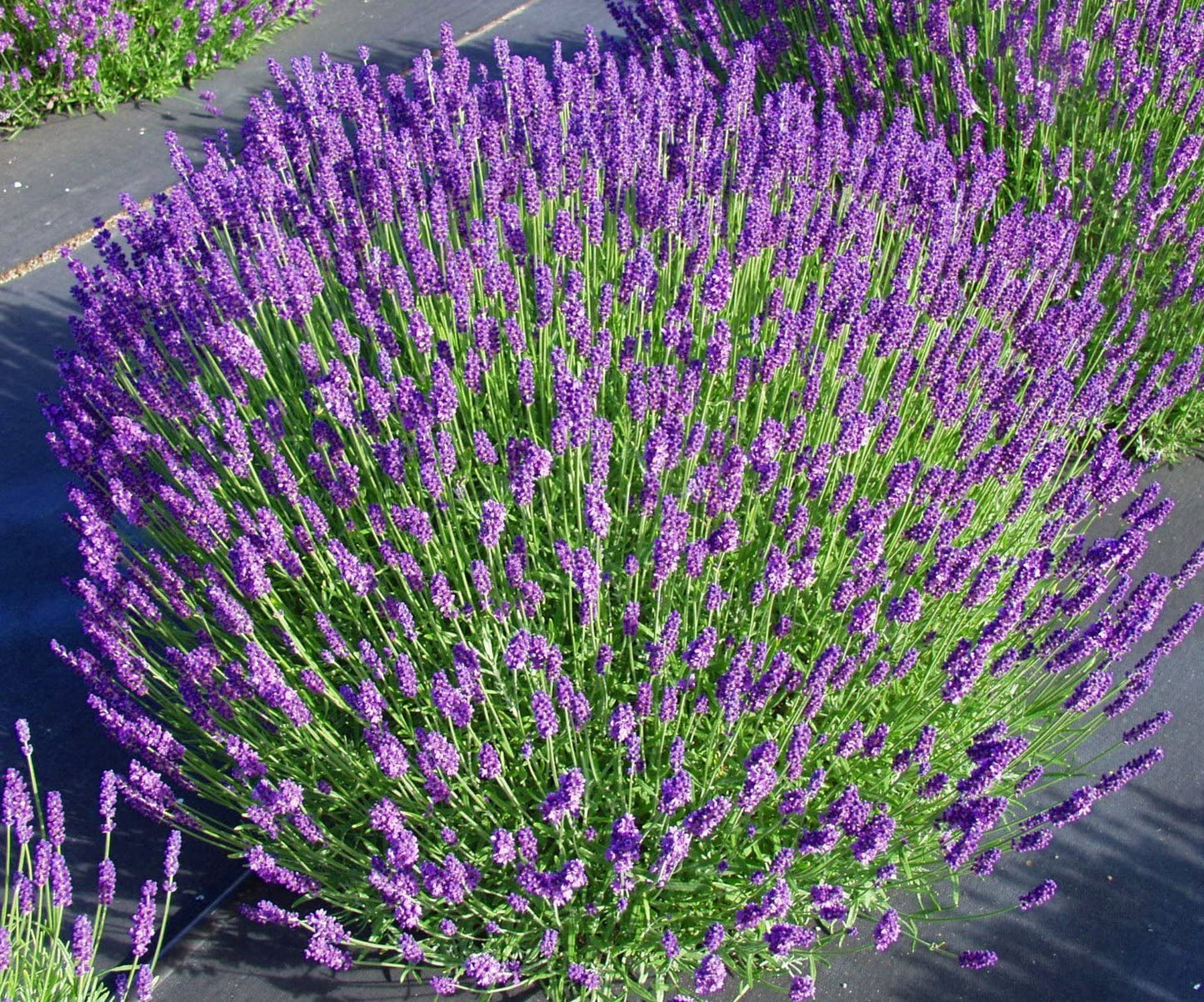 Hidcote English Lavender