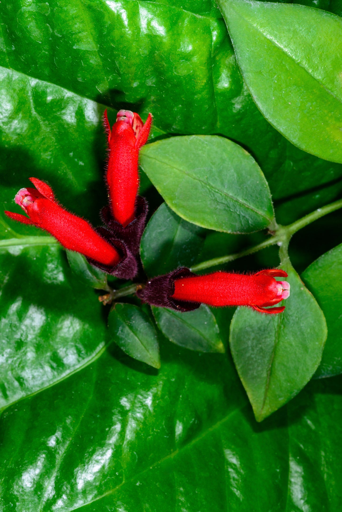 close up picture of a red blood with a deep purple base of a red leaf lipstick plant with green foliage surrounding it