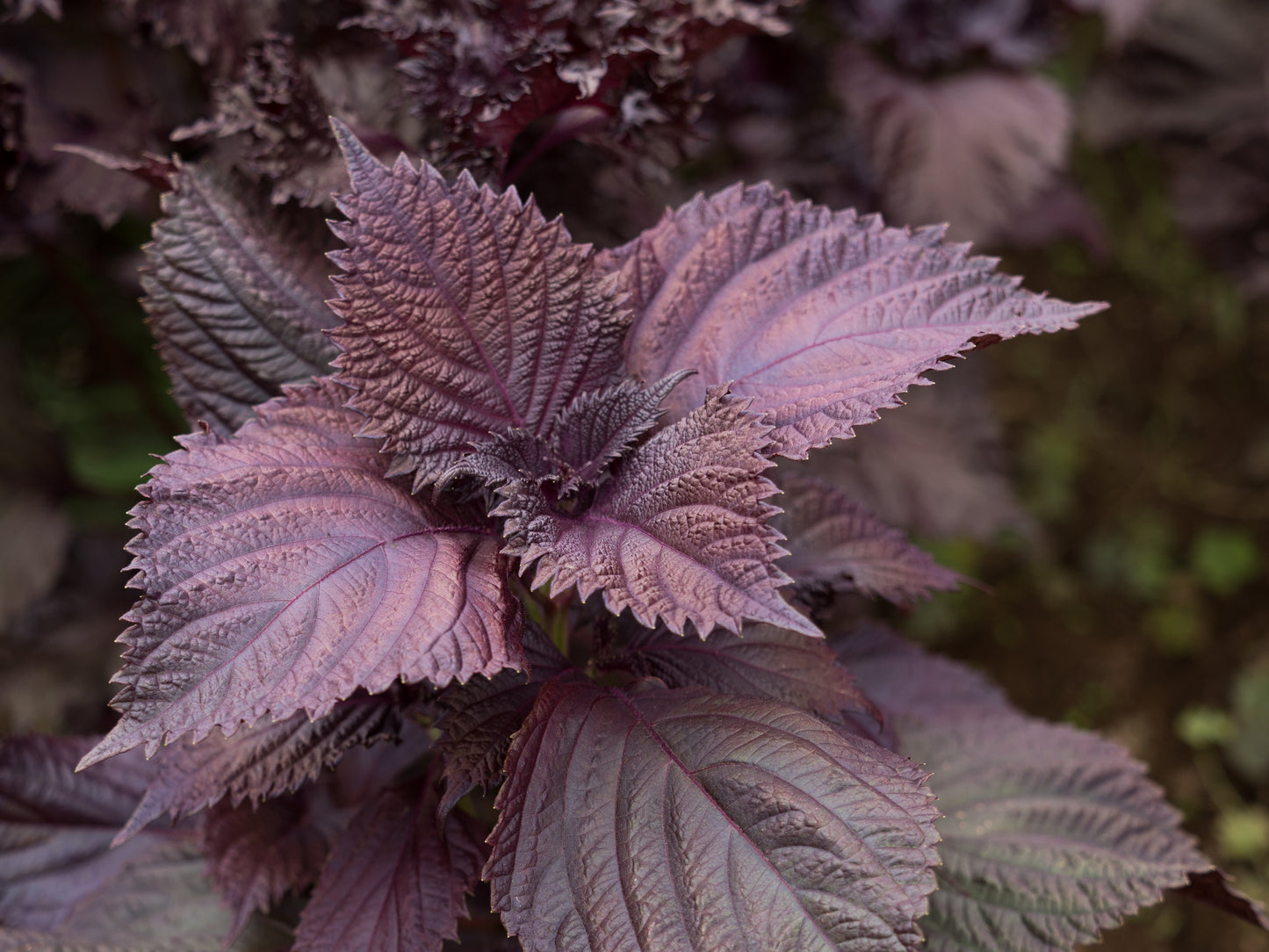 close up of the shies perilla plant with purple textured leaves with a blurred background