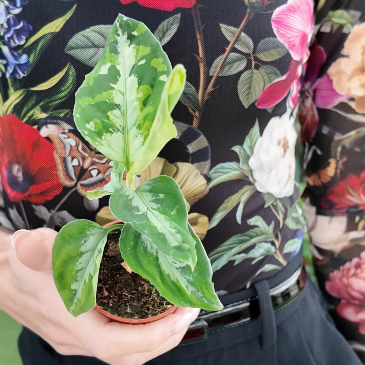 a picture of a woman holding aAglaonema Pictum Tricolour that has green variegated leaves that give a camouflage look wearing a colourful floral shirt in a greenhouse setting