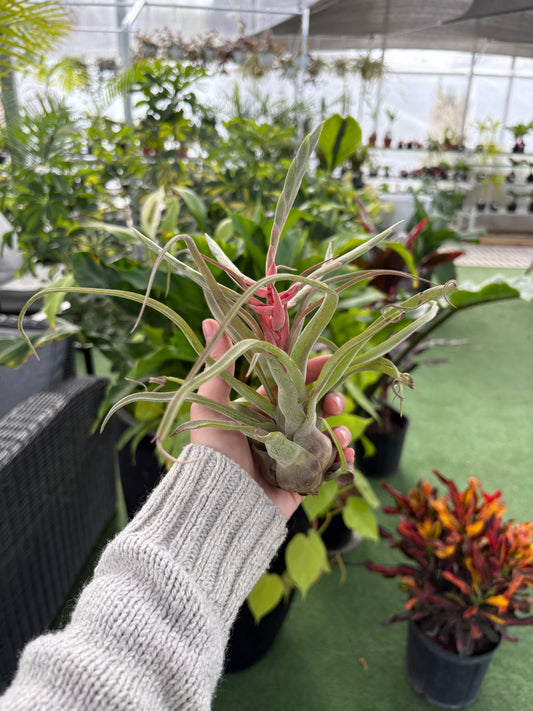 hand holding an airplane in a greenhouse setting