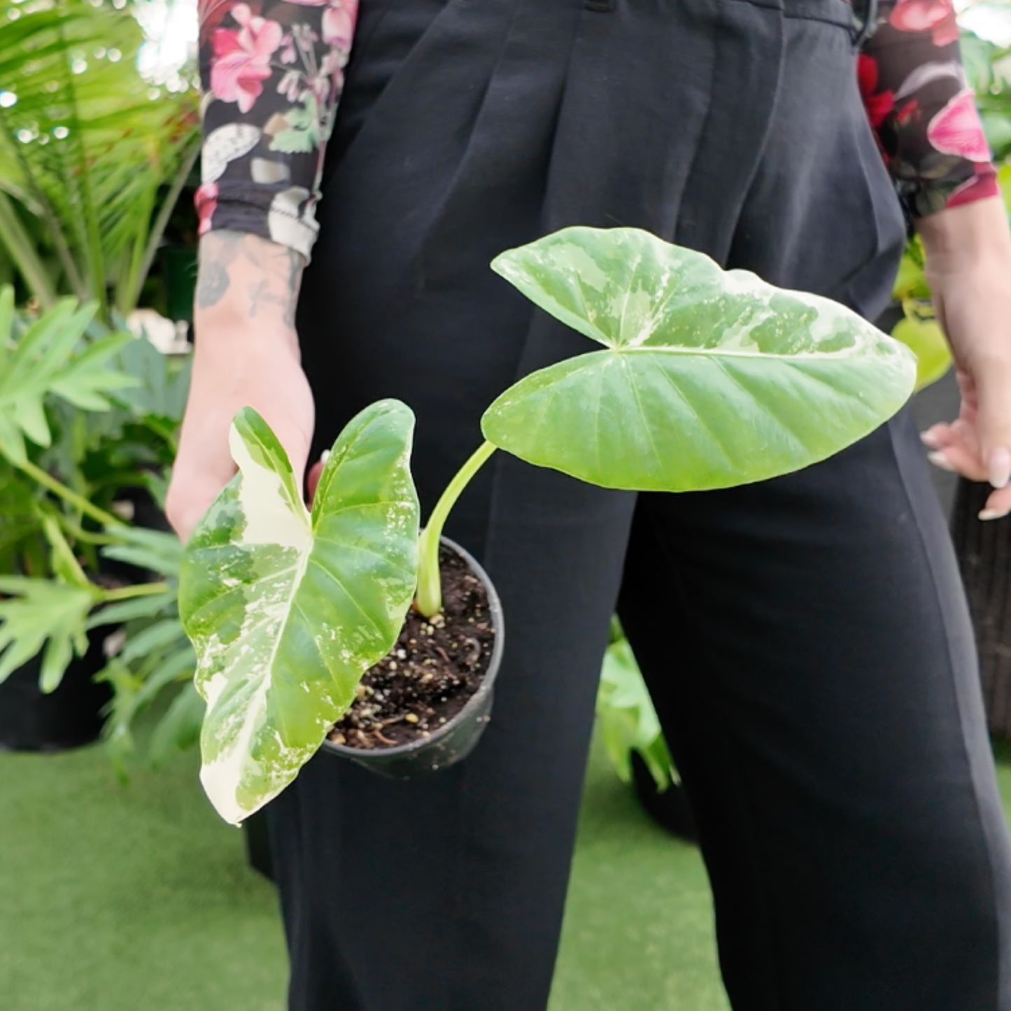 a picture of a woman holding aAlocasia Apaloosa Gold with green and white variegated leaves wearing black dress pants in a greenhouse setting