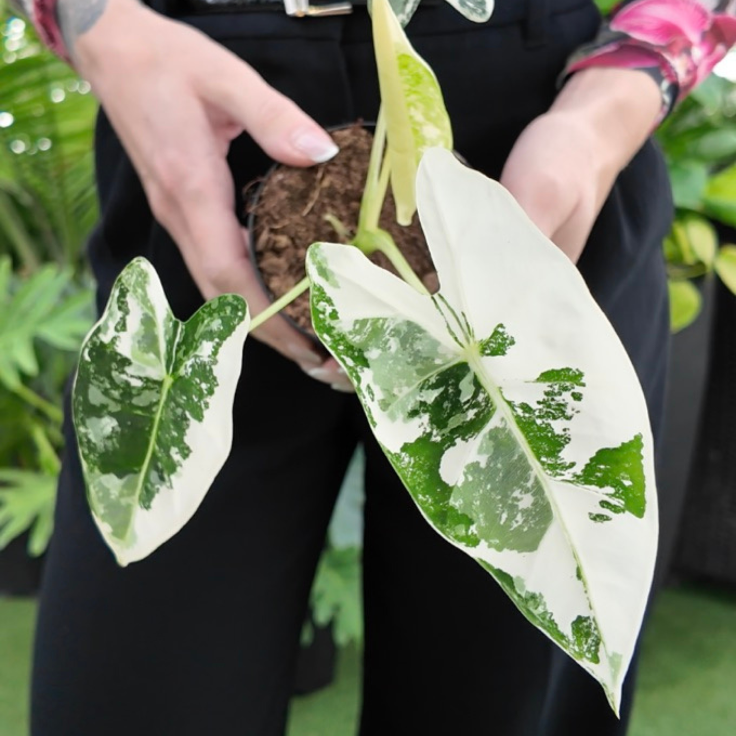 a picture of a woman holding a variegated alocasia Frydek with various colours of green leaves with crisp white variegation