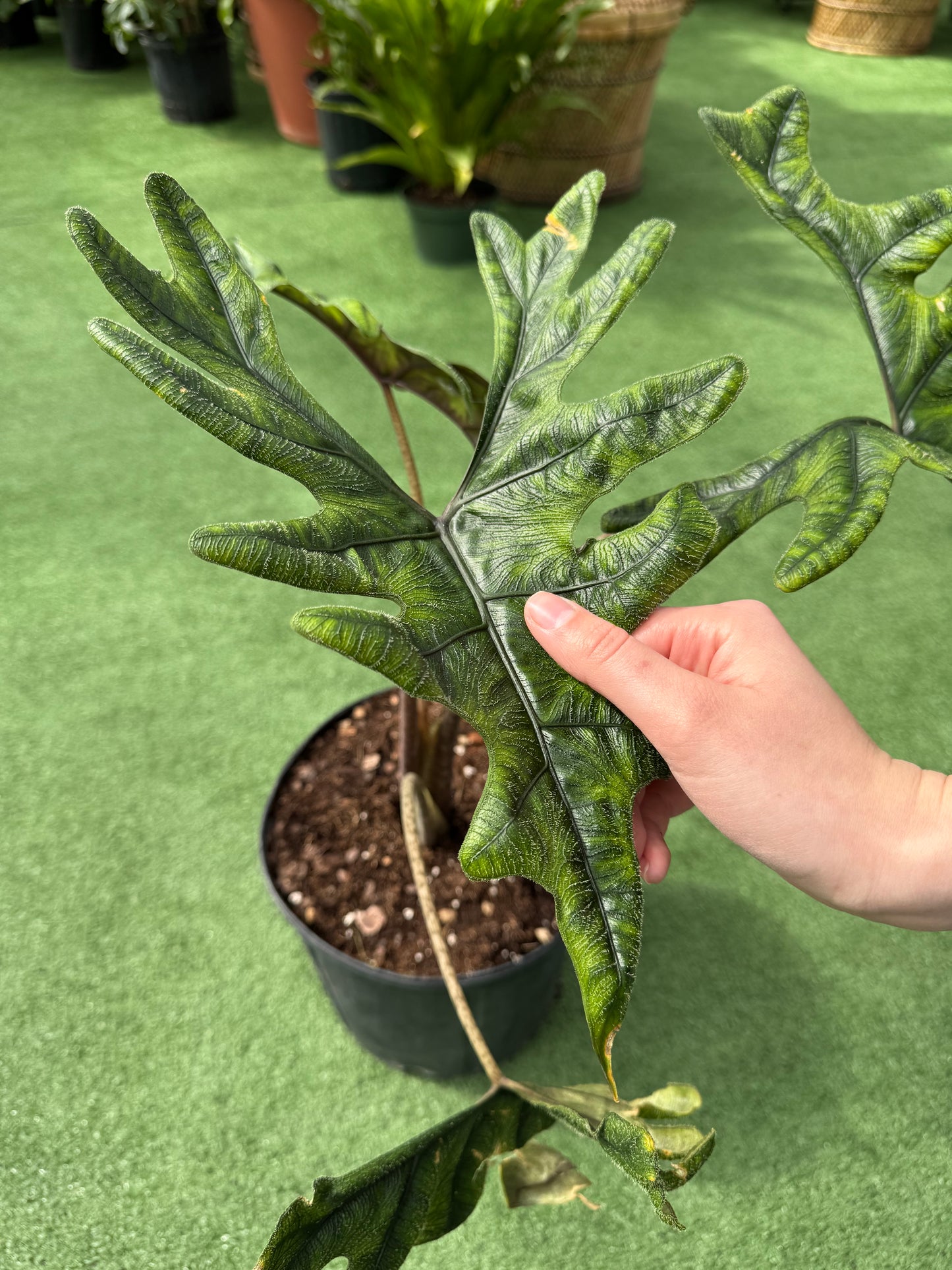 a picture of an hand touching the large leaf of an deep green Alocasia Jacklyn in a greenhouse setting