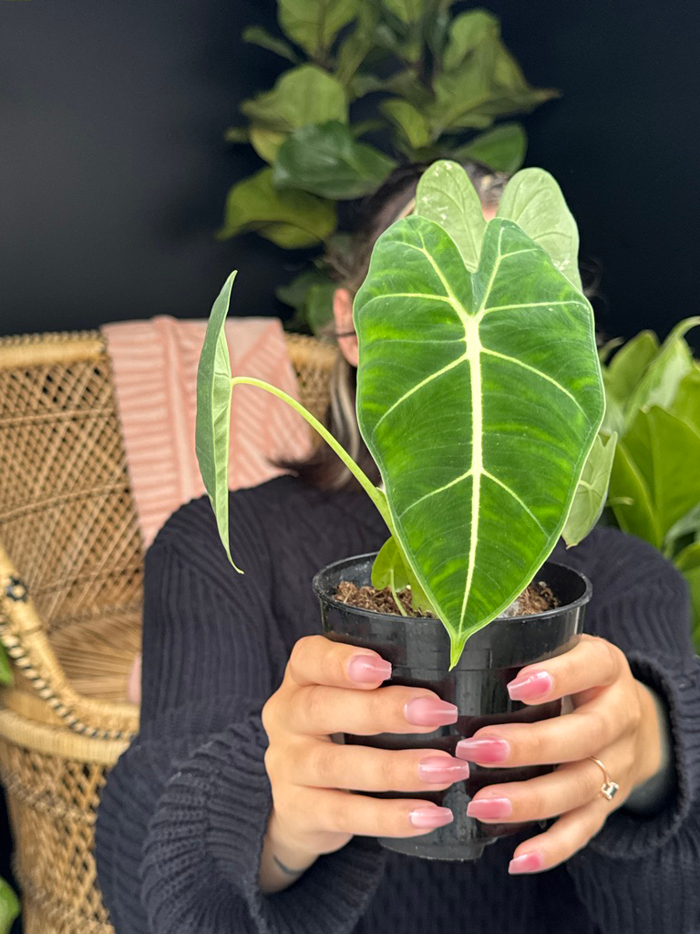 Person holding a potted plant with green leaves against a blurred background