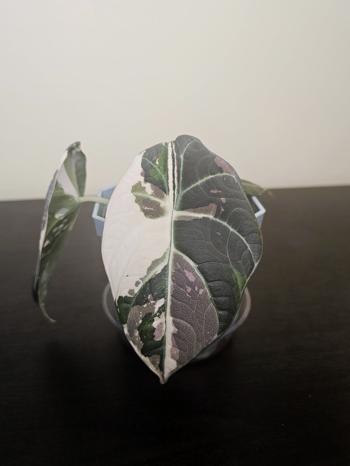 その他観葉植物 Alocasia Maharani Albo variegated Alocasia Maharani variegated - albo – Rare Plant Bae