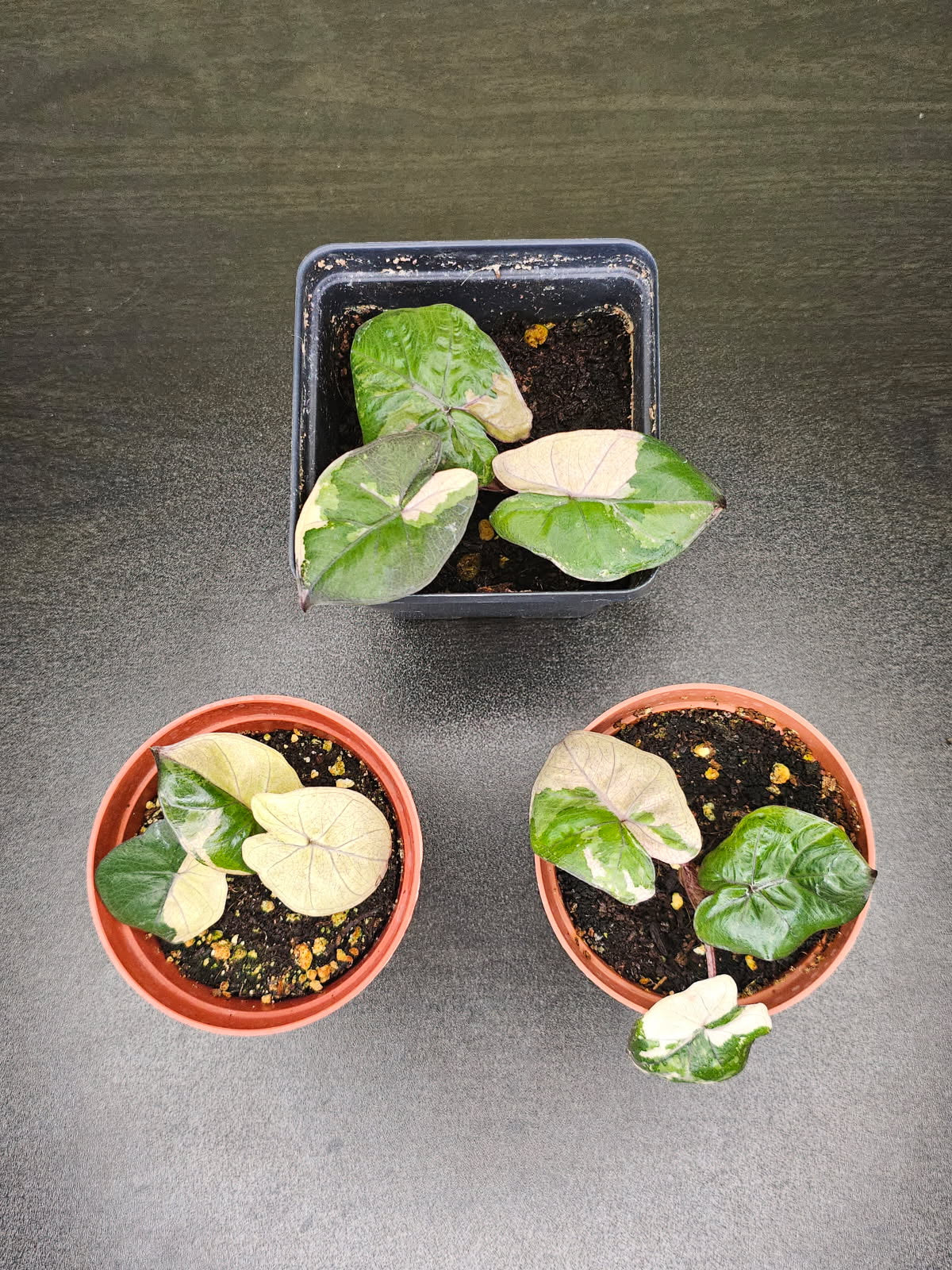 Three potted Alocasia Yucatan Princess plants with variegated pink leaves on a dark surface.