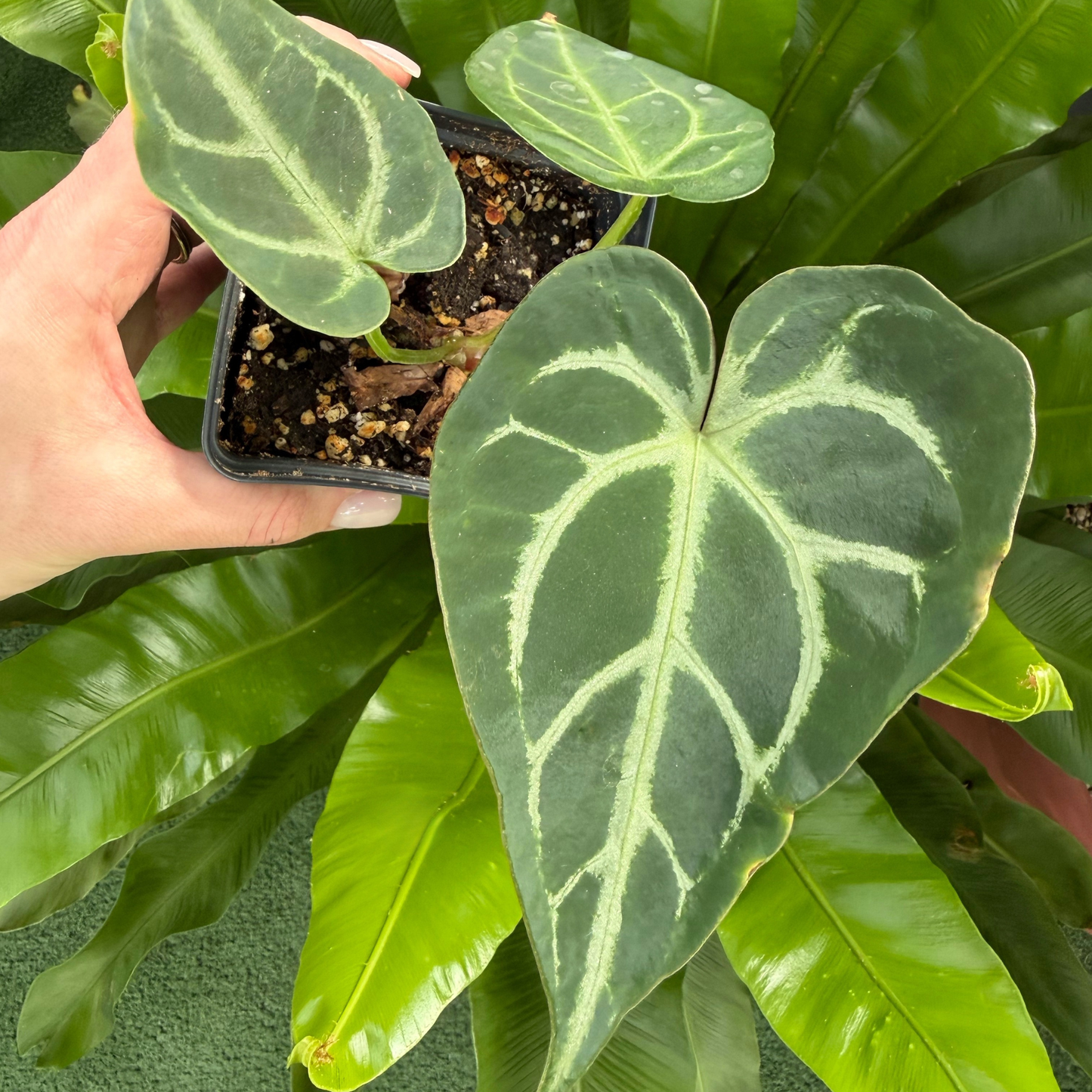 a hand holding an anthurium magnificum silver plant in front of other plants