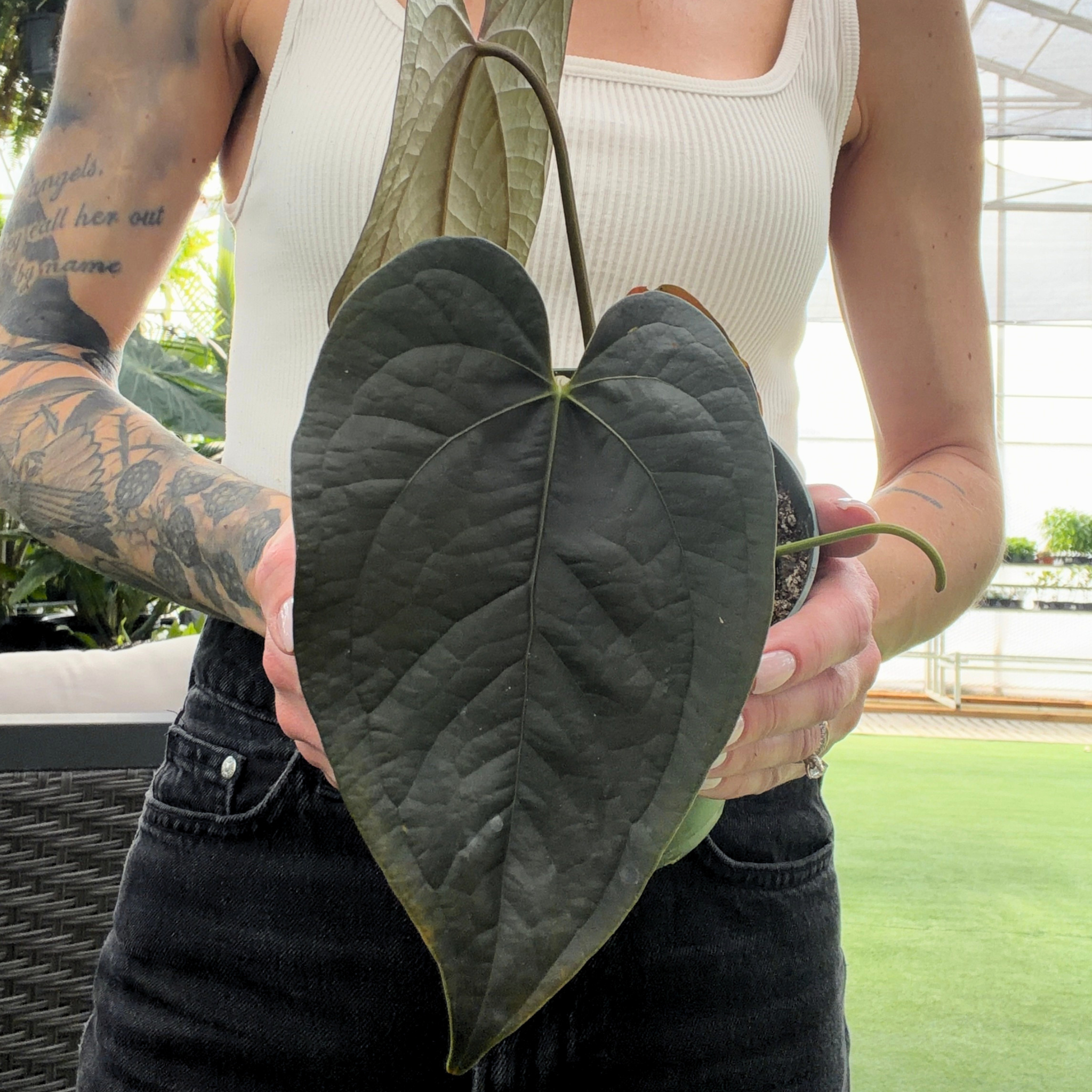 ace of harts anthurium Anthurium Queen of Hearts