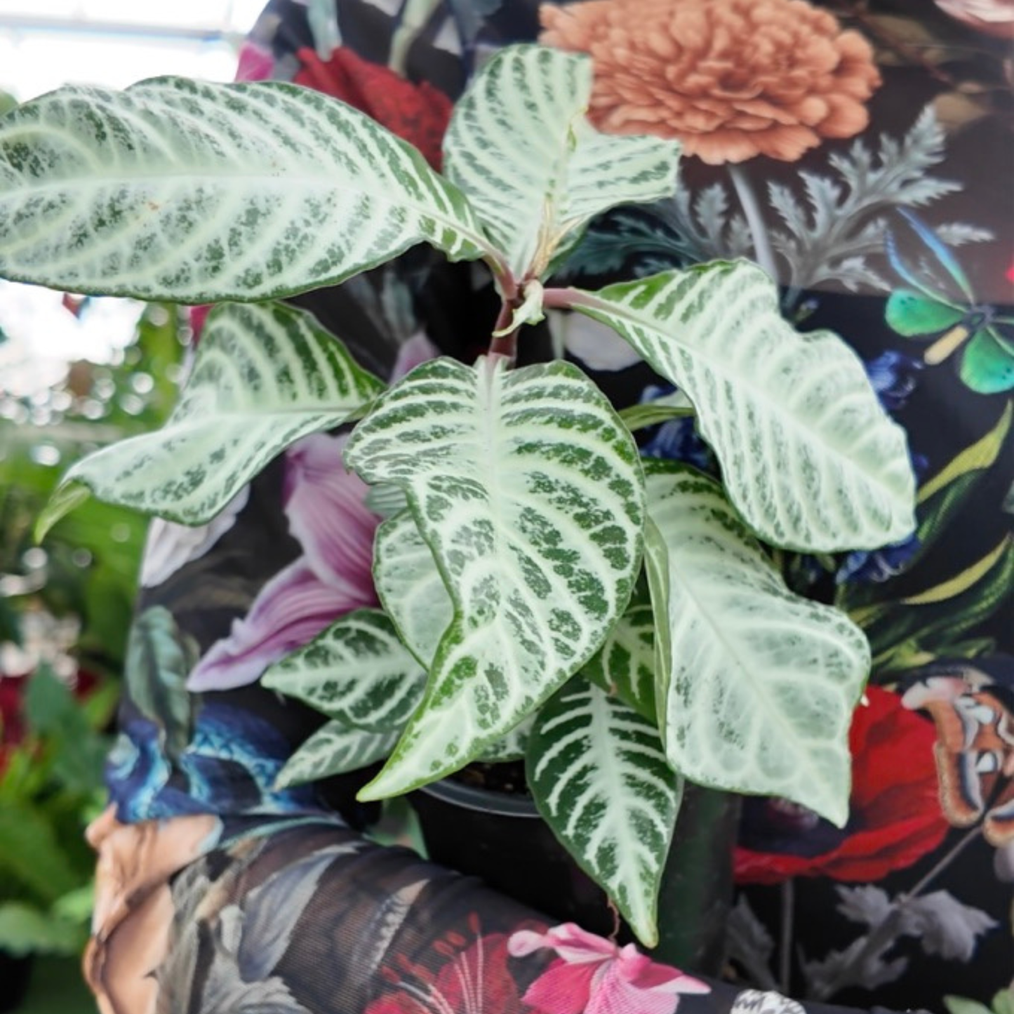 a picture of someone holding a potted Aphelandra ‘Snow White’ in her arms wearing a colourful floral patterned shirt in a greenhouse setting