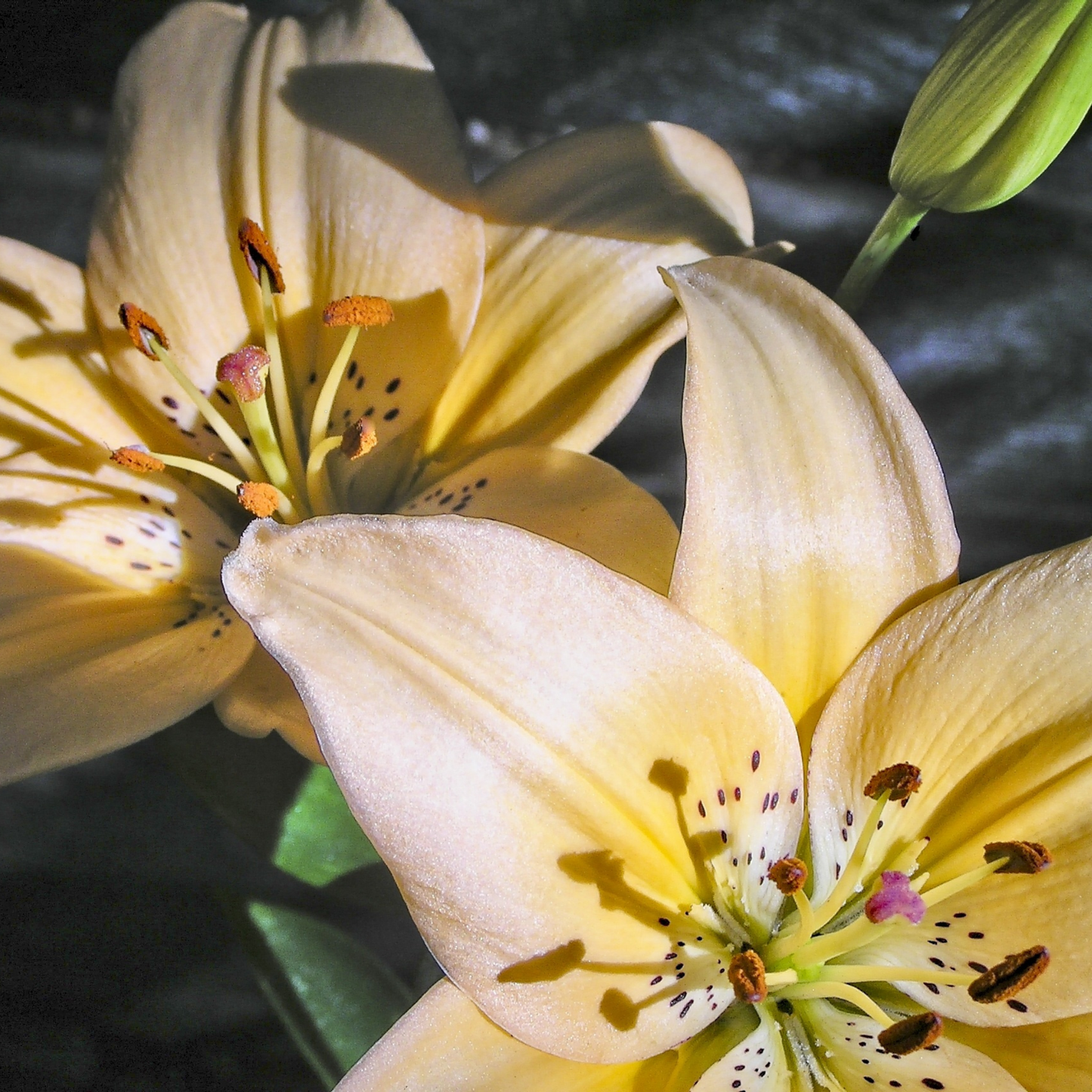 Close-up of pale yellow asiatic lily sparkling joy lilies with dark speckles and orange-tan centers, photographed against a dark blurred background with a green bud at the top right.