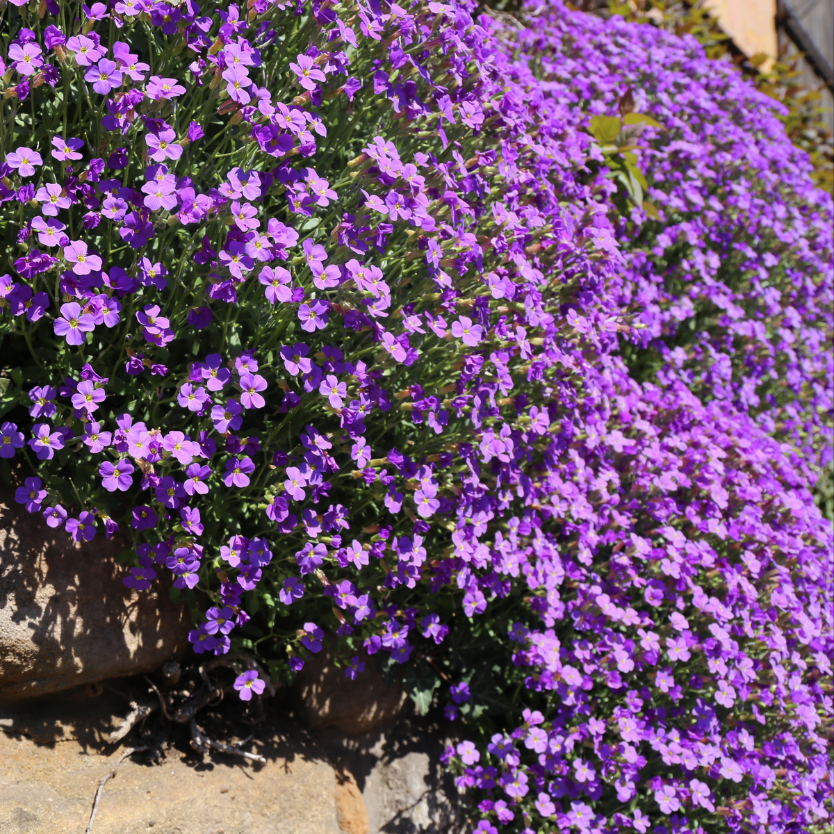 a large amount of bright purple aubrietia gracilis rock on blue cress flowers in an outdoor setting