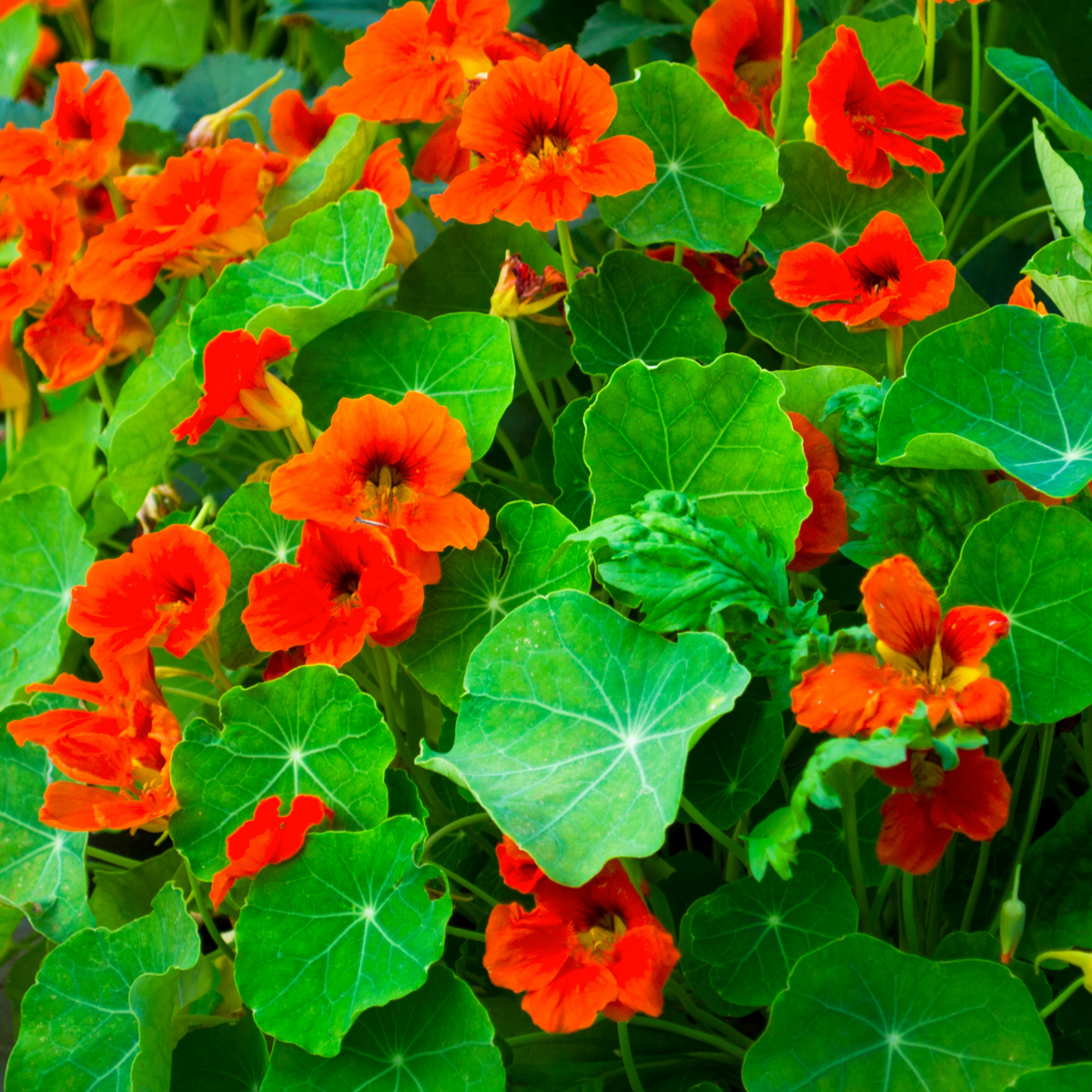 Vibrant orange baby red nasturtiums with round green leaves growing densely together in a lush garden setting.