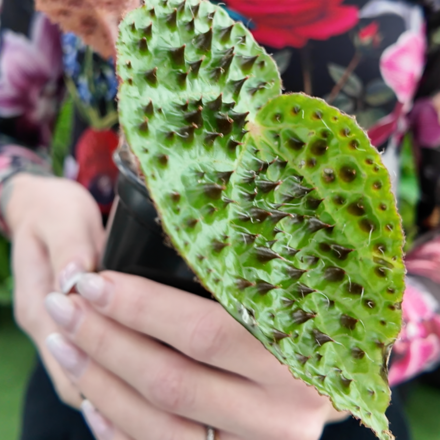 a picture of someone holding a potted begonia xerox plant with leaves that are bright green and have deep red spikes on the leaves in a greenhouse setting
