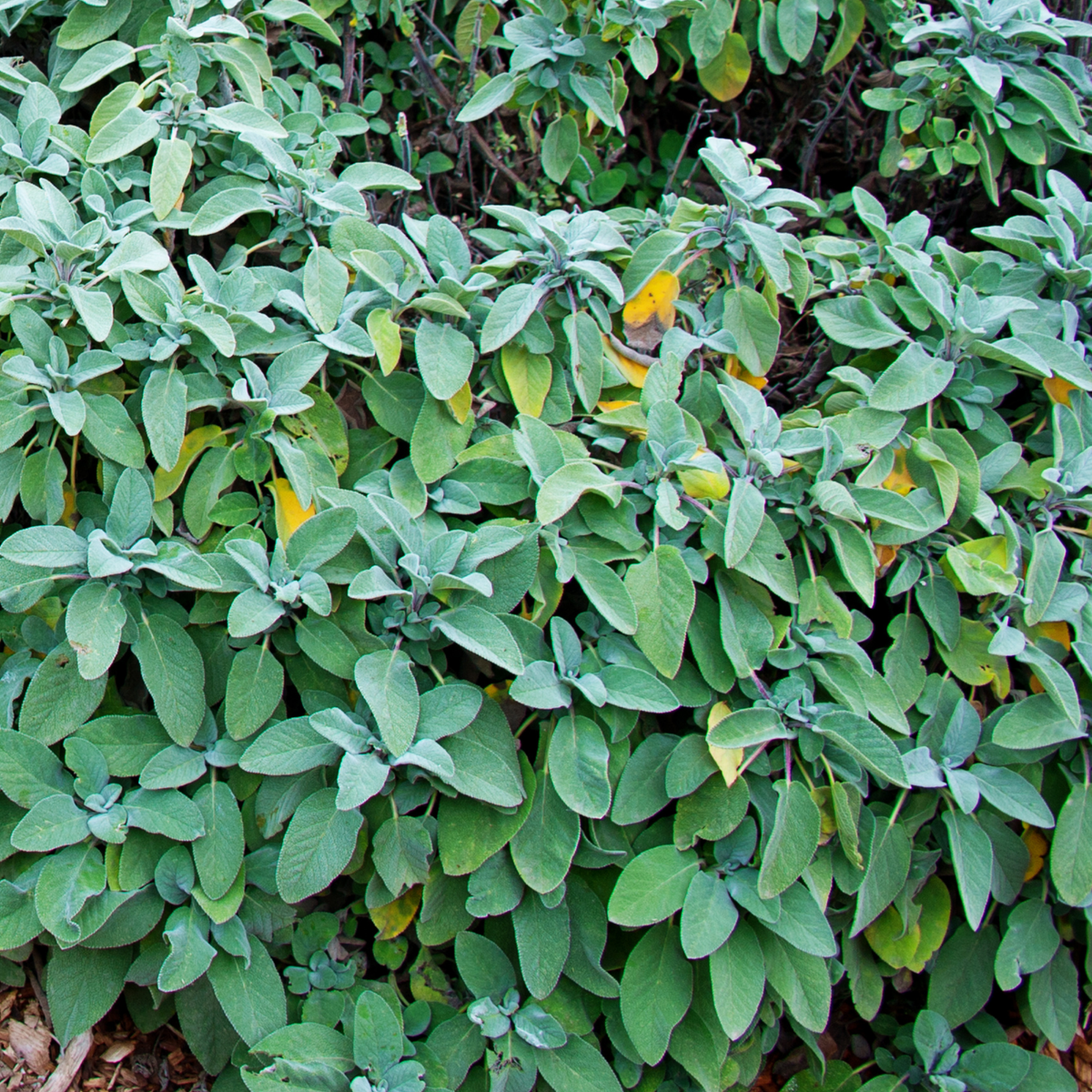 a full leafy green berggartenx sage plant in an outdoor garden setting